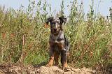 BEAUCERON - PUPPIES 003